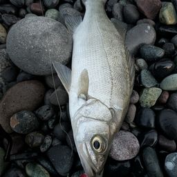 セイゴ（ヒラスズキ）