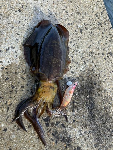アオリイカの釣果