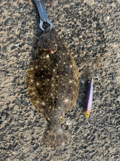ヒラメの釣果