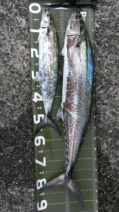 サワラの釣果