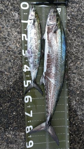 サワラの釣果