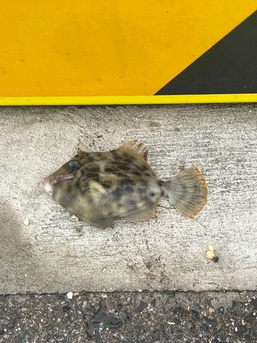 カワハギの釣果