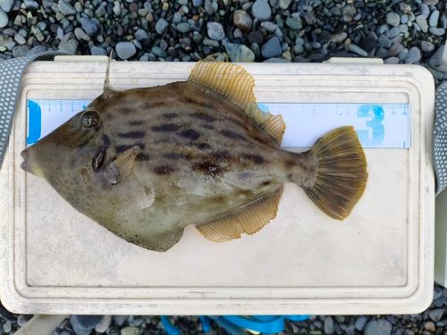 カワハギの釣果