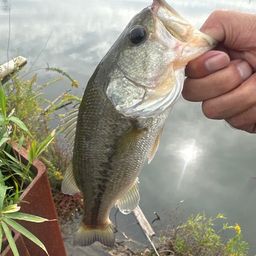 ラージマウスバス