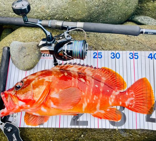 アカハタの釣果