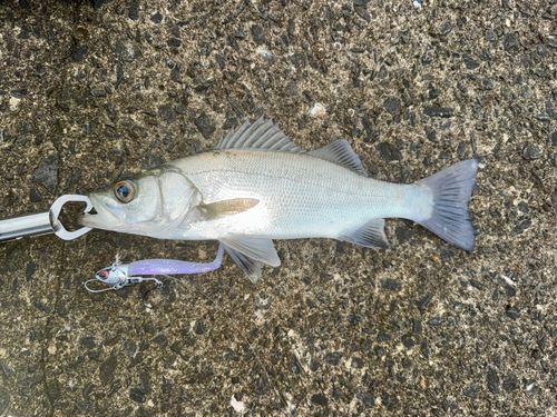 小湊漁港（鹿児島）