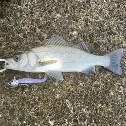 セイゴ（ヒラスズキ）