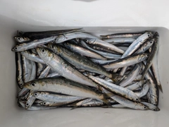 マイワシの釣果