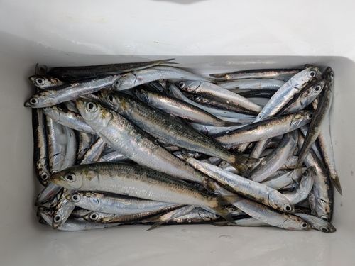 マイワシの釣果