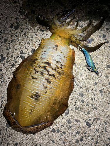 アオリイカの釣果