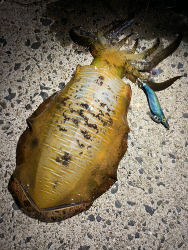 アオリイカの釣果