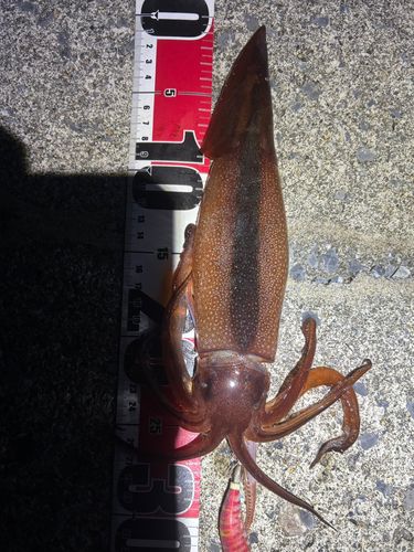 スルメイカの釣果