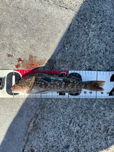 アイナメの釣果