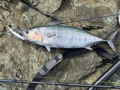 ハガツオの釣果