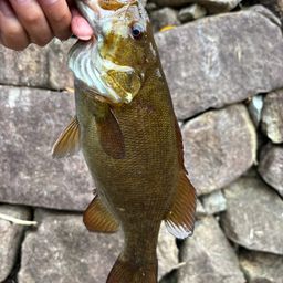 スモールマウスバス