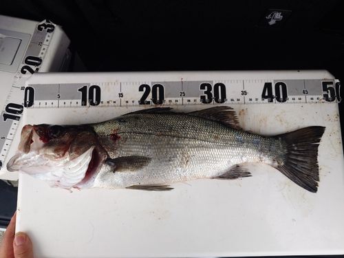 セイゴ（ヒラスズキ）の釣果