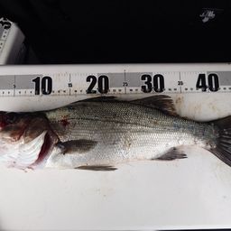 セイゴ（ヒラスズキ）