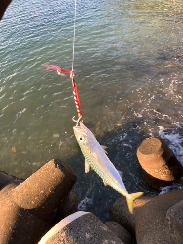 サバの釣果