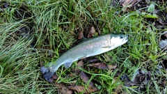 ニジマスの釣果