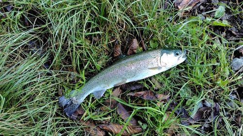 ベリーパーク in FISH ON! 鹿留