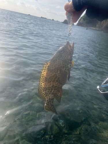 イシミーバイの釣果