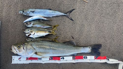 シーバスの釣果
