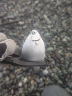 コバンアジの釣果