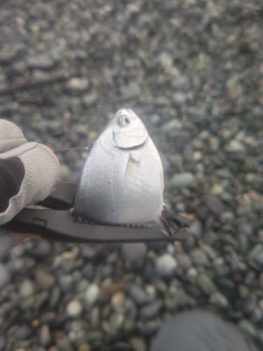 コバンアジの釣果