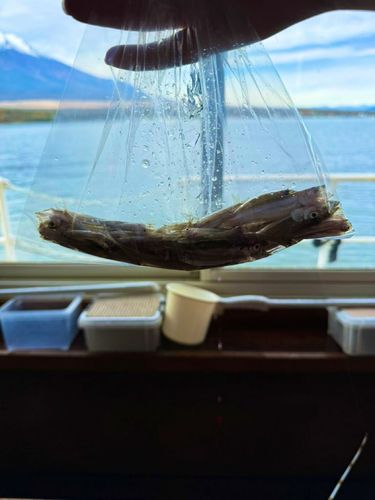 ワカサギの釣果