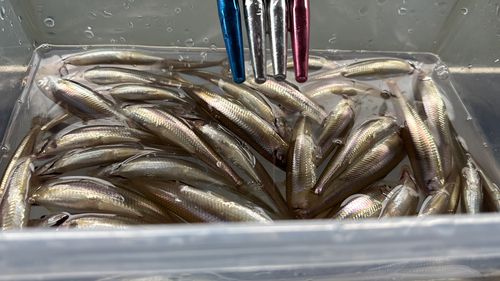 ワカサギの釣果