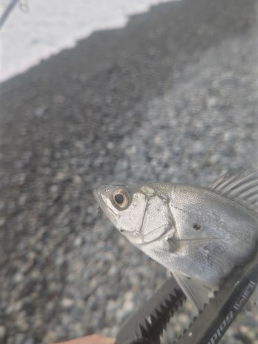 セイゴ（マルスズキ）の釣果