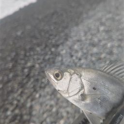 セイゴ（マルスズキ）