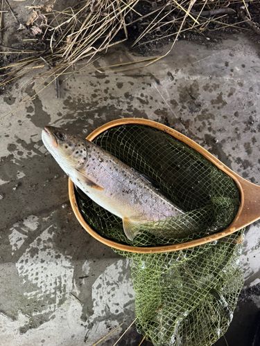 ブラウントラウトの釣果