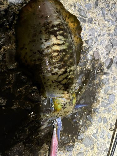 アオリイカの釣果