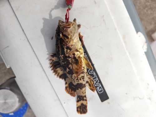 タケノコメバルの釣果