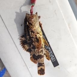 タケノコメバル