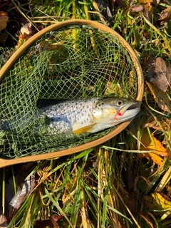 ブラウントラウトの釣果