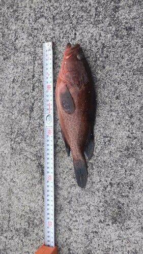 キジハタの釣果