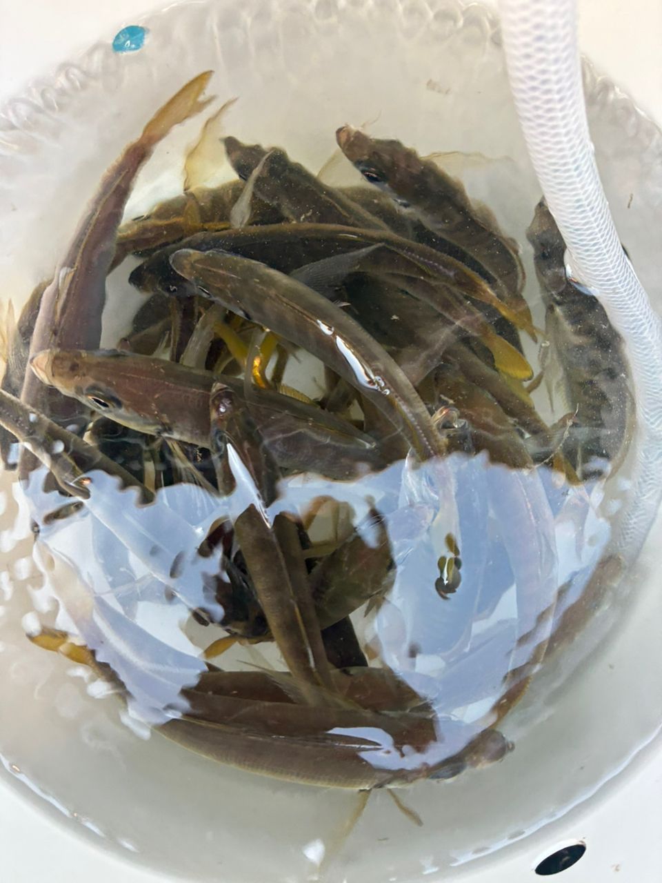 ばにょら　フライングミンチさんの釣果 2枚目の画像