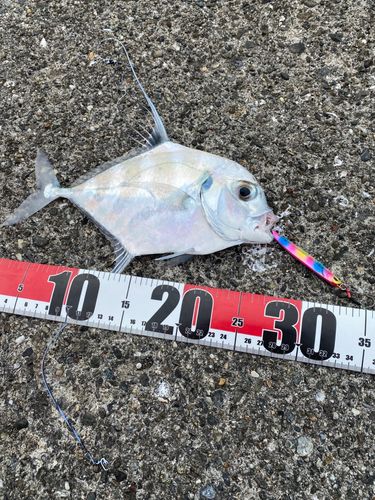 イトヒキアジの釣果