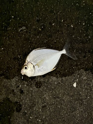 セイタカヒイラギ