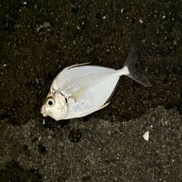 セイタカヒイラギ