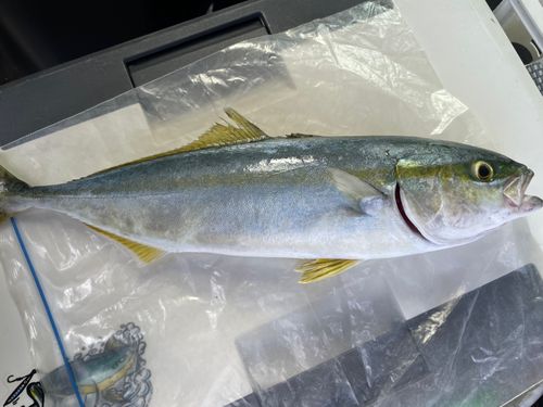 ヒラマサの釣果