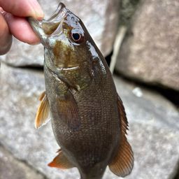 スモールマウスバス