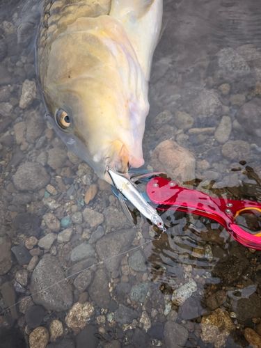 コイの釣果
