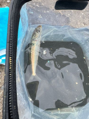 マイワシの釣果