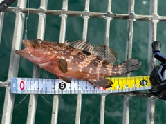 キジハタの釣果