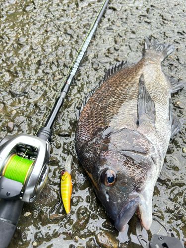 チヌの釣果