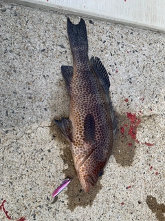 オオモンハタの釣果