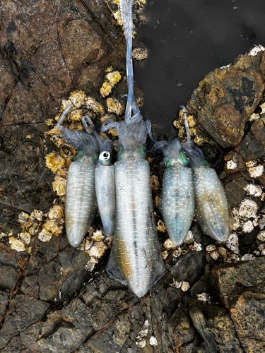 アオリイカの釣果